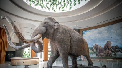 La construcción del Museo del Mamut, en imágenes