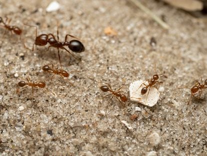 Varios ejemplares de hormiga roja de fuego, que ha llegado a Italia.
