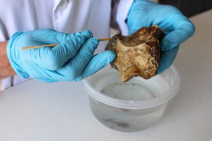 Tratamiento de conservación de los restos óseos encontrados en Quintero.