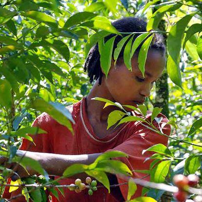 El primer producto de exportación de Etiopía es el café, del que obtiene 525 millones de dólares al año.