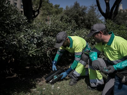 Dos operarios colocando veneno en plaza Catalunya de Barcelona