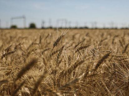 Campo de trigo en la región ucraniana de Dnipropetrovsk 