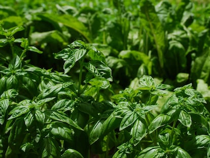 La albahaca es una de las plantas que no gustan a los mosquitos, un remedio natural es poner una maceta sobre el alfeizar de la ventana.