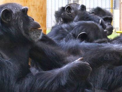 Una hembra de chimpancé en primer lugar tira de la bandeja junto a su pareja y otros espectadores en medio.