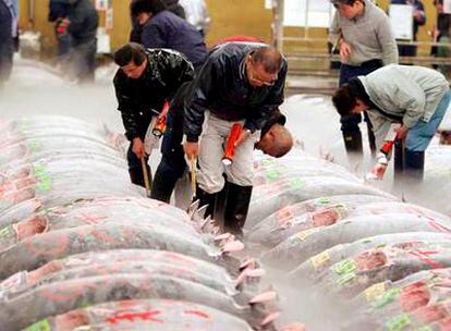 Unos pescaderos inspeccionan un trozo de atún en el mercado Tsukiji de Tokio, Japón, hoy viernes 5 de enero.