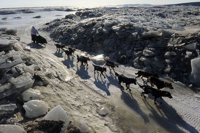 Martin Buser, cruza el hielo empujado por sus perros cerca en Koyuk (Alaska), 9 de marzo de 2014.