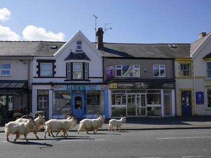 Cabras deambulando por las calles vacías de la localidad de LLandudno, al fondo de Gales (Reino Unido). 