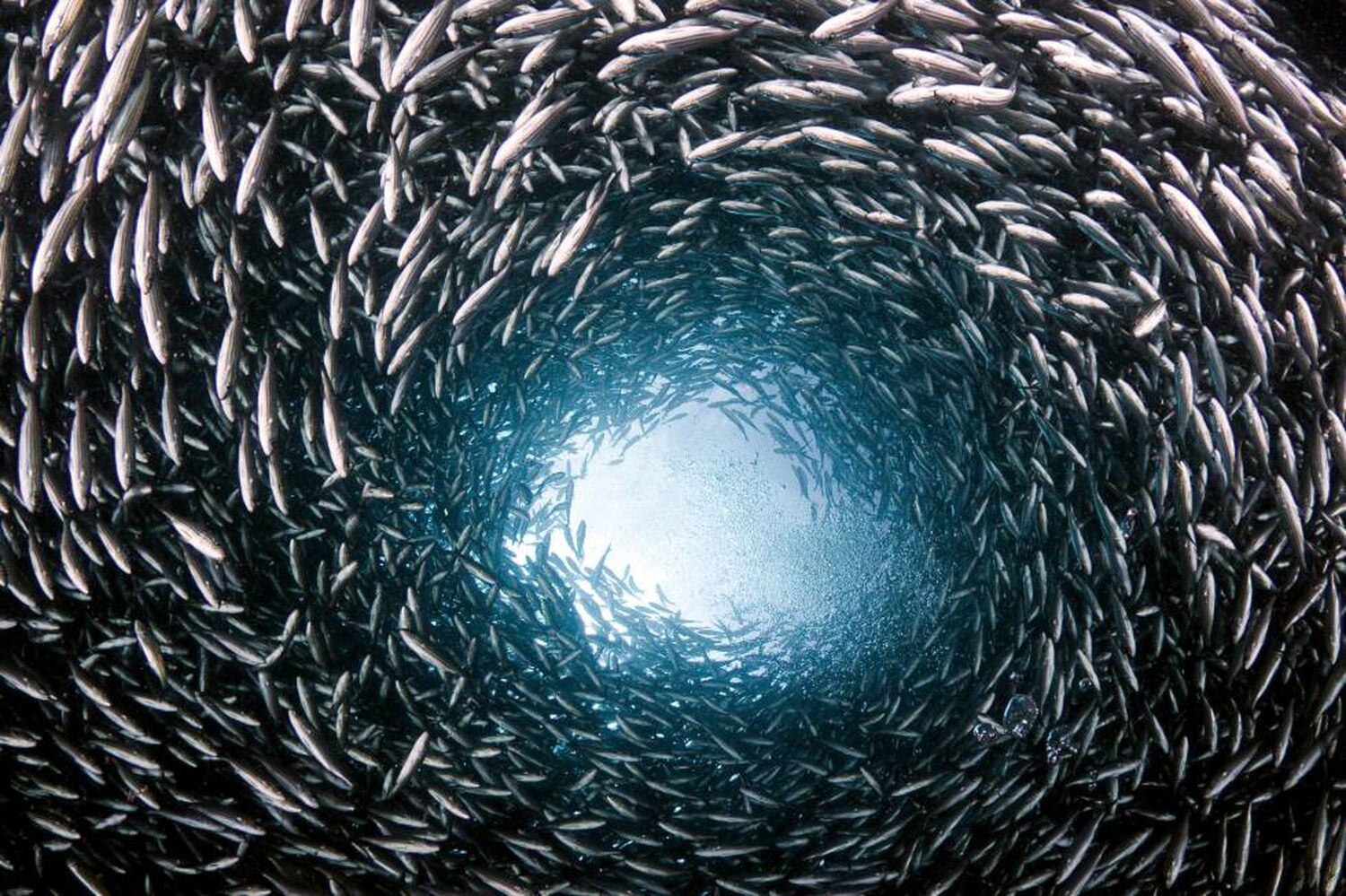 Un banco de peces nadando en círculo.
