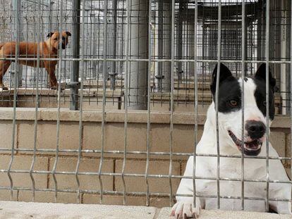 Desde la izquierda, 'Dwayne' y 'Torito', dos perros potencialmente peligrosos, en el refugio de la Sociedad Protectora de animales y plantas.