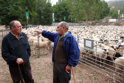 El ganadero Florencio Lázaro charla con un vecino junto a sus ovejas en Viniegra de Arriba (La Rioja)