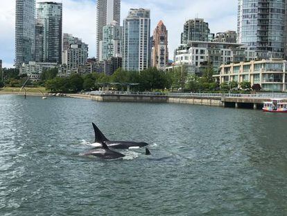 Dos orcas nadando por las aguas de Vancouver, Canadá.