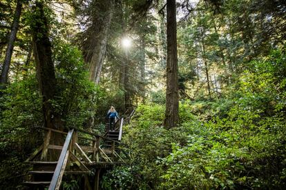 El bosque Cathedral Grove, en la isla de Vancouver (Canadá).