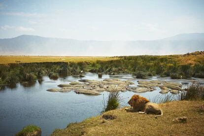 Un león descansa junto a un grupo de hipopótamos en un lago del cráter de Ngorongoro, en Tanzania.