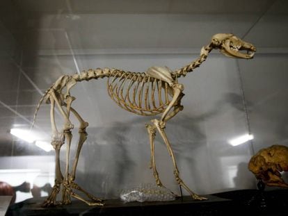 Un esqueleto de perro con cinco patas y seis pies, en el Museo Veterinario de la Complutense.