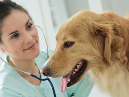 Una veterinaria ausculta a un perro.