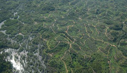 Los trozos de selva que van quedando se pierden entre las plantaciones de palma y los caminos que llevan hasta ellas.