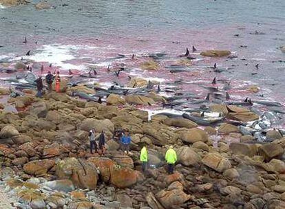 Imagen de las playas de Tasmania, en Australia, donde 150 ballenas quedaron varadas la semana pasada. Los expertos relacionan muchos de estos casos, que se producen en las costas de todo el mundo, al exceso de ruido en los océanos.