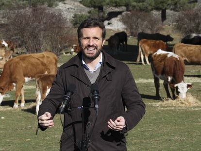 El presidente del PP, Pablo Casado, durante su visita a una explotación ganadera extensiva de vacuno, el pasado 14 de enero, en Las Navas del Marqués, Ávila.