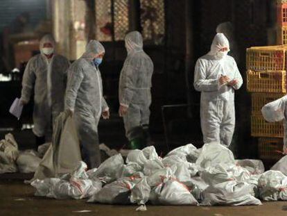 Técnicos sanitarios chinos recogen en bolsas pollos muertos en un mercado de Shanghái.