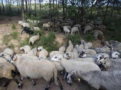 El ramat que pastura a prop de Castelldefels provoca molèsties, segons els veïns