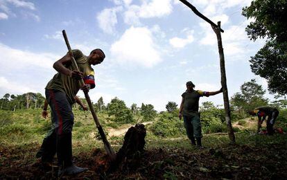 Miembros de las FARC trabajan en una Zona de Agrupamiento.