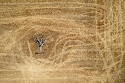 Un árbol muerto, en un campo de trigo cosechado el 31 de julio en la provincia de Guadalajara. España está luchando contra una de las condiciones climáticas más secas en mucho tiempo, lo que podría tener implicaciones para la agricultura y el turismo, con algunas áreas que ya enfrentan restricciones de agua.