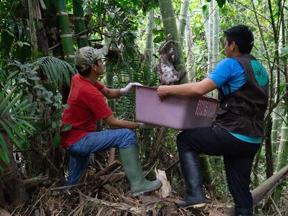 10.000 animales silvestres robados de su hábitat