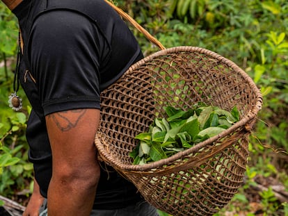 Recolector de hojas de coca en la Amazonía.