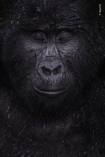Kibande, un gorila de montaña de casi 40 años, cierra los ojos bajo la lluvia.