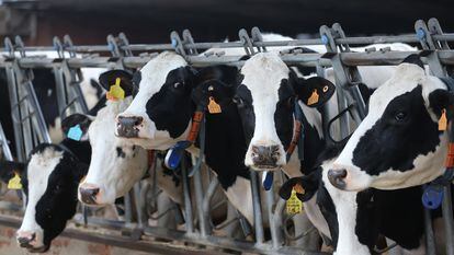 Varias vacas lecheras, de la raza bovina frisona, comen pienso y cereales, en una granja.