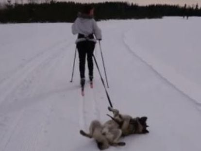 El vídeo del animal, un cazador de alces noruego, ha logrado en tres días más de 19.000 reacciones y más de 123.000 compartidos en Facebook