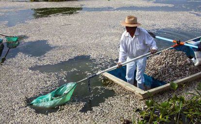 Pescadores recolectan peces muertos en Cajititlán (México).