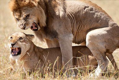 "De entre los grandes felinos, el león es el más fácil de ver. Con un número estimado en 2.900 ejemplares, el Serengeti cuenta con la mayor población de leones de África. Cuando la hembra entra en celo, se retira de la manada con el macho dominante y pasan varios días copulando". 300mm f3,5 1/500 ISO 100