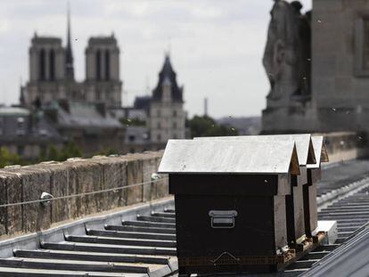 Colmenas en el techo de la Monnaie de París, con Notre Dame al fondo, en 2017.