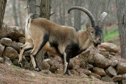 Las cabras monteses de varias zonas de España han reducido sus cuernos en las últimas décadas. El mismo fenómeno se ha observado en otras especies de bóvidos de otras partes del mundo, como los muflones de las Rocosas o los rebecos de los Alpes