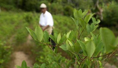 Un cultivo de coca en Bolivia.