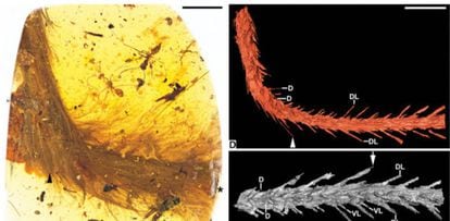 Examen del trozo de ámbar en el que ha sido hallada la cola emplumada de dinosaurio.