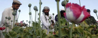 El cultivo de amapola para producir heroína se ha mantenido en algunas zonas.