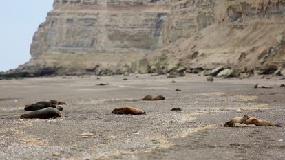 Bird flu devastates sea lions in Patagonia, Argentina