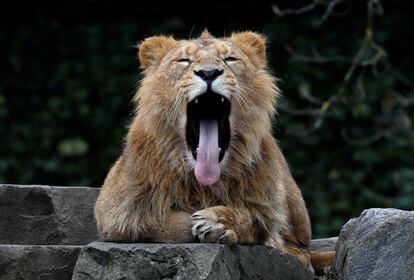 Un león asiático bosteza en el zoo Planckendael en Bélgica.