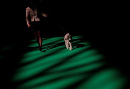 En la imagen, un caniche pasea durante el primer día de la Crufts Dog Show en Birmingham, Reino Unido.