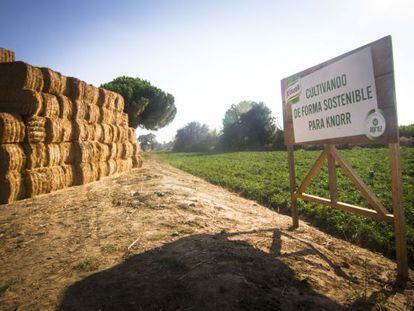 Campo de agricultura sostenible de Agraz y Unilever en Badajoz.