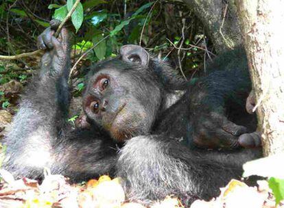 Uno de los chimpancés objeto del estudio en el Parque Nacional Gombe de Tanzania