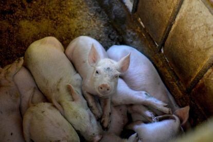 Una granja de cerdos en Vianí (Cundinamarca, Colombia) en agosto de 2020.