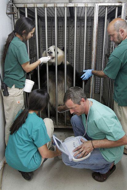 Los veterinarios, en julio, al hacer la segunda ecografía a la osa panda <i>Hua Zuiba.</i>