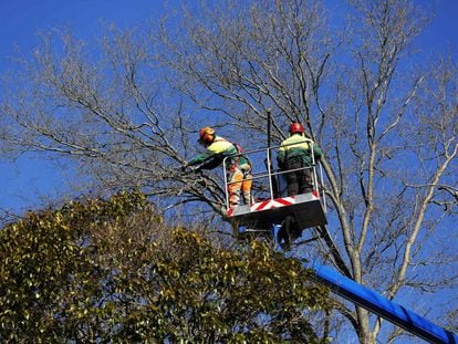 Imagen de archivo de dos operarios podando un árbol en el Parque del Oeste de Madrid.  