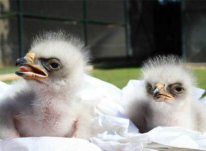 Los dos pollos de águila perdicera <i>sonríen</i> a las cámaras.