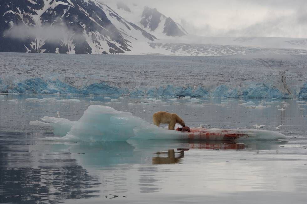 A los osos cada vez les cuesta más cazar focas, su principal sustento.