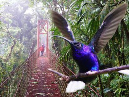 @enriquealex visita el bosque de nubes de Monteverde, al noroeste de Costa Rica