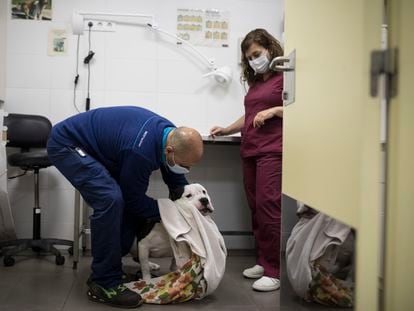Dos trabajadores del Centro de Acogida de Animales de Compañía tratando a un perro enfermo